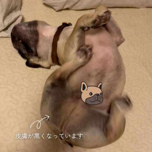 チャナ巡りが悪い様子